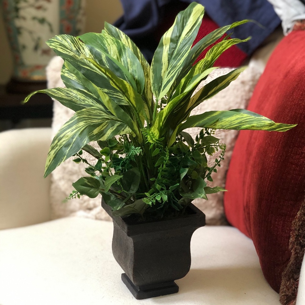 Tradescantia Pothos with Vase